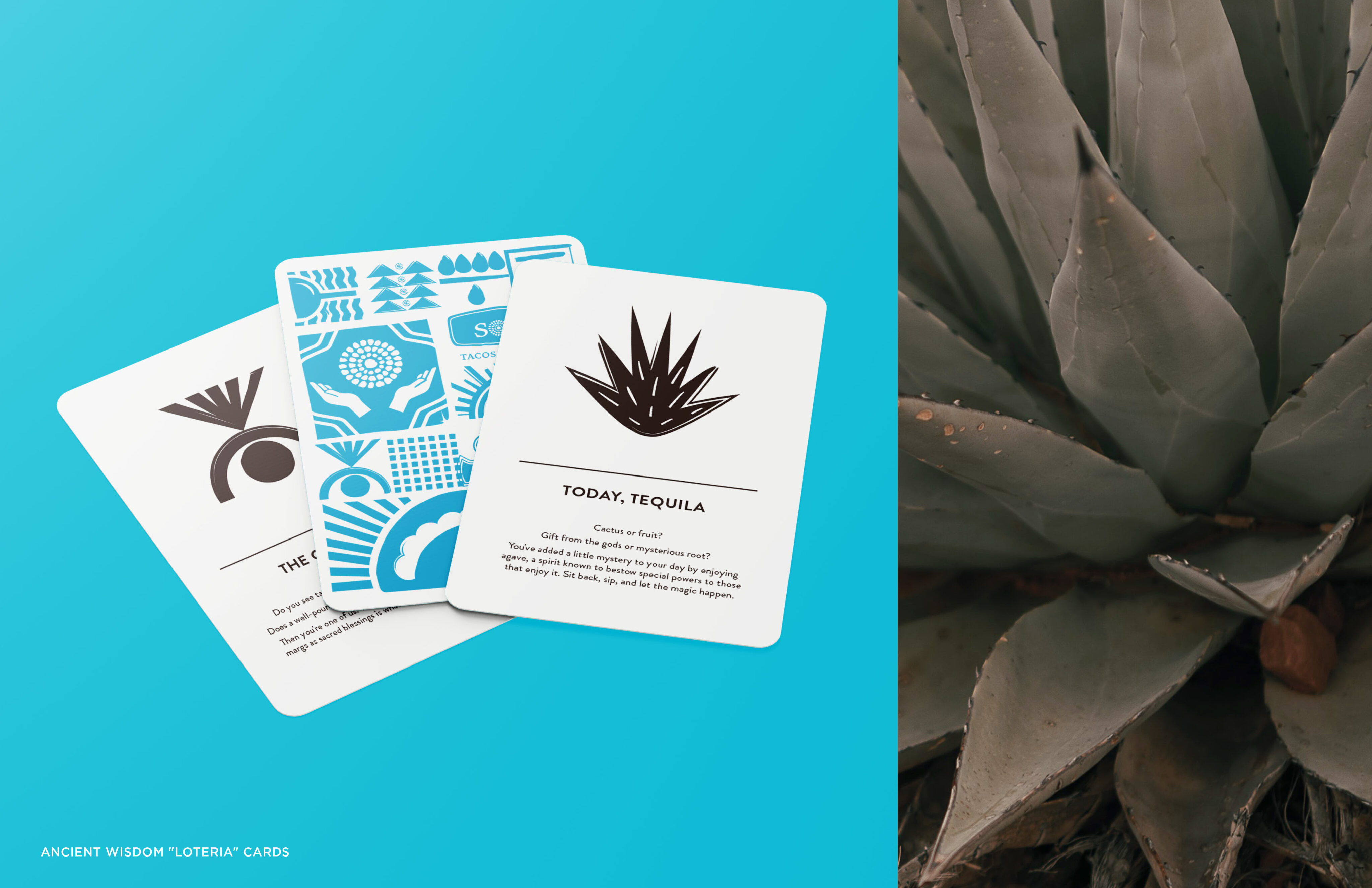 Three illustrated cards with agave designs and text are displayed on a blue surface next to a close-up photo of an agave plant.