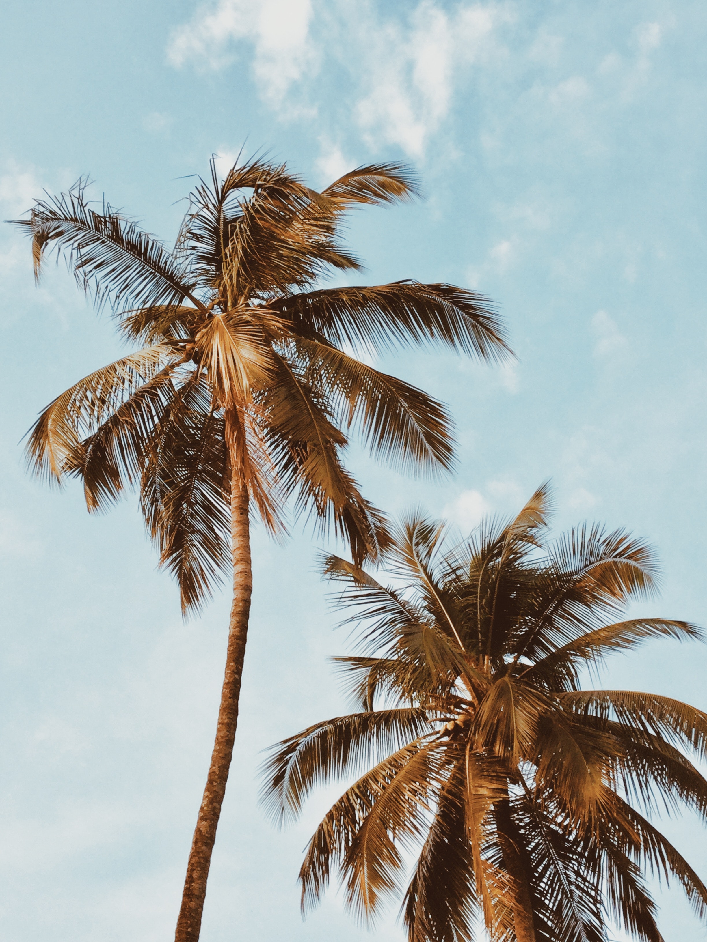 Two tall palm trees with fronds spread out against a blue sky with scattered clouds.